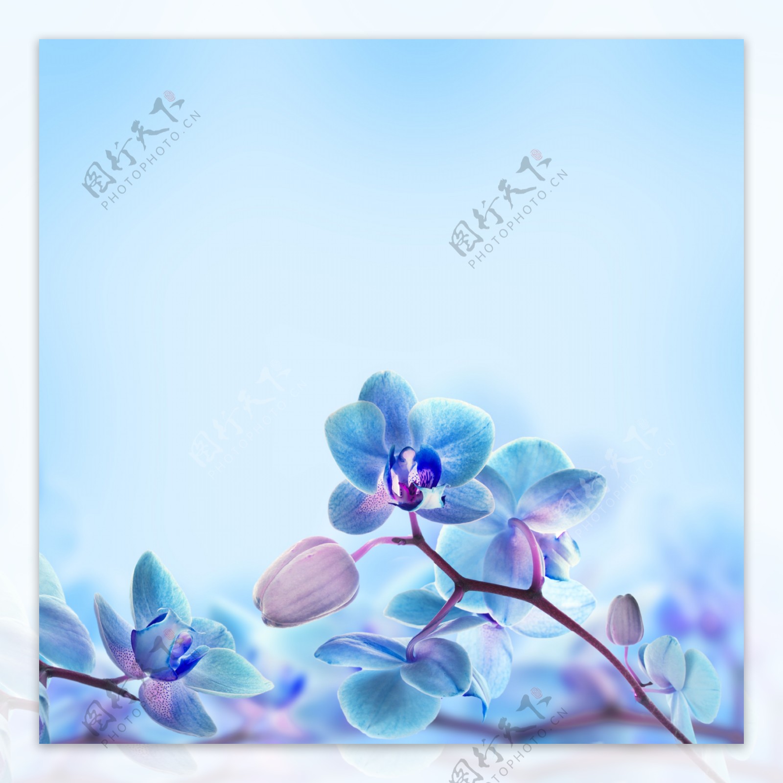 高清蓝色花朵图案背景jpg素