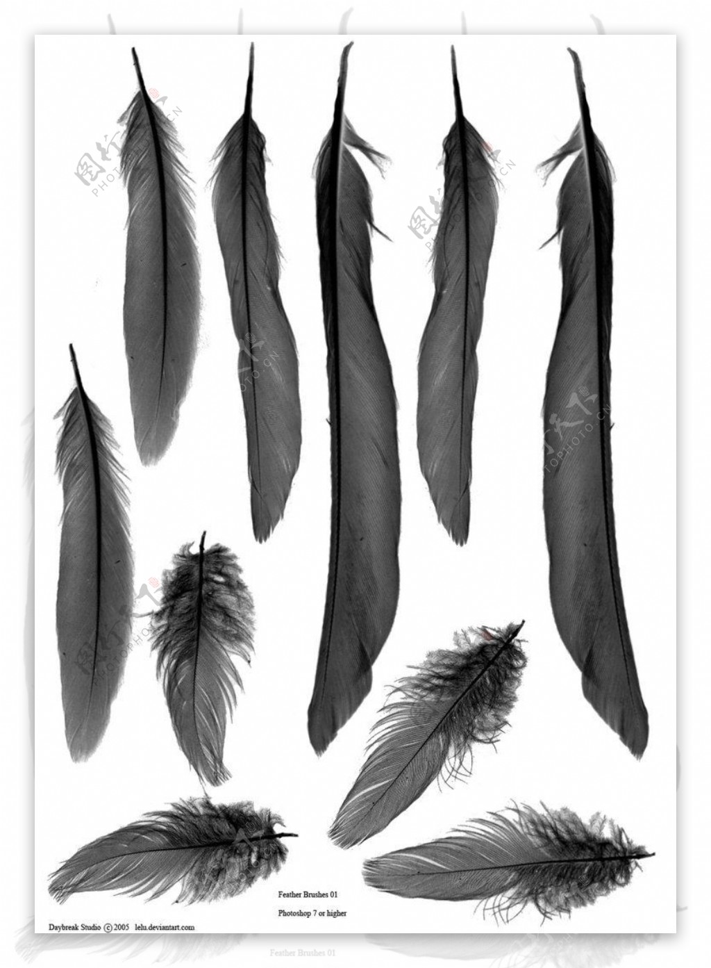 漂亮长长的羽毛图案photoshop笔刷素材