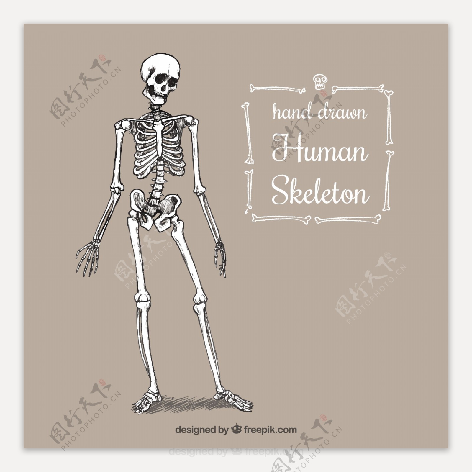 手绘人体骨骼
