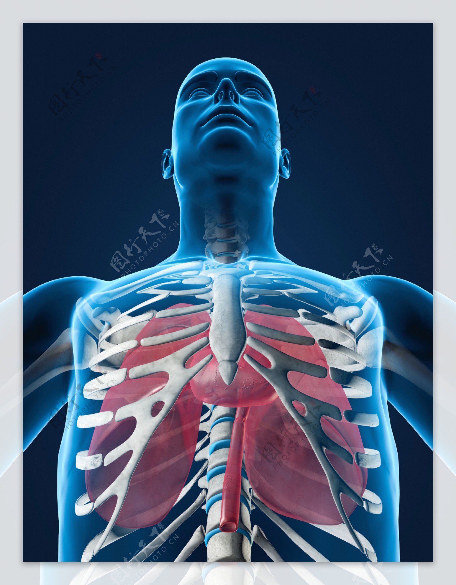 人体肺器官图片