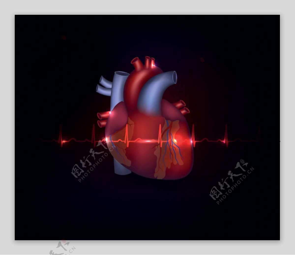 人体心脏器官设计矢量素材心脏结构图