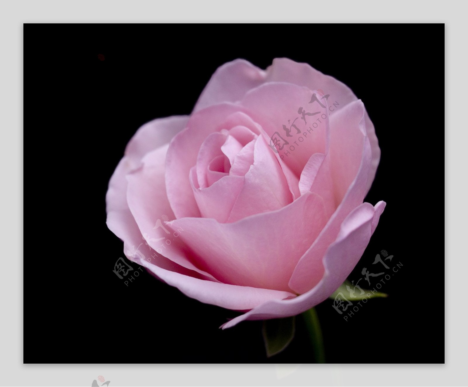 位图写实花卉植物摄影花卉花朵免费素材