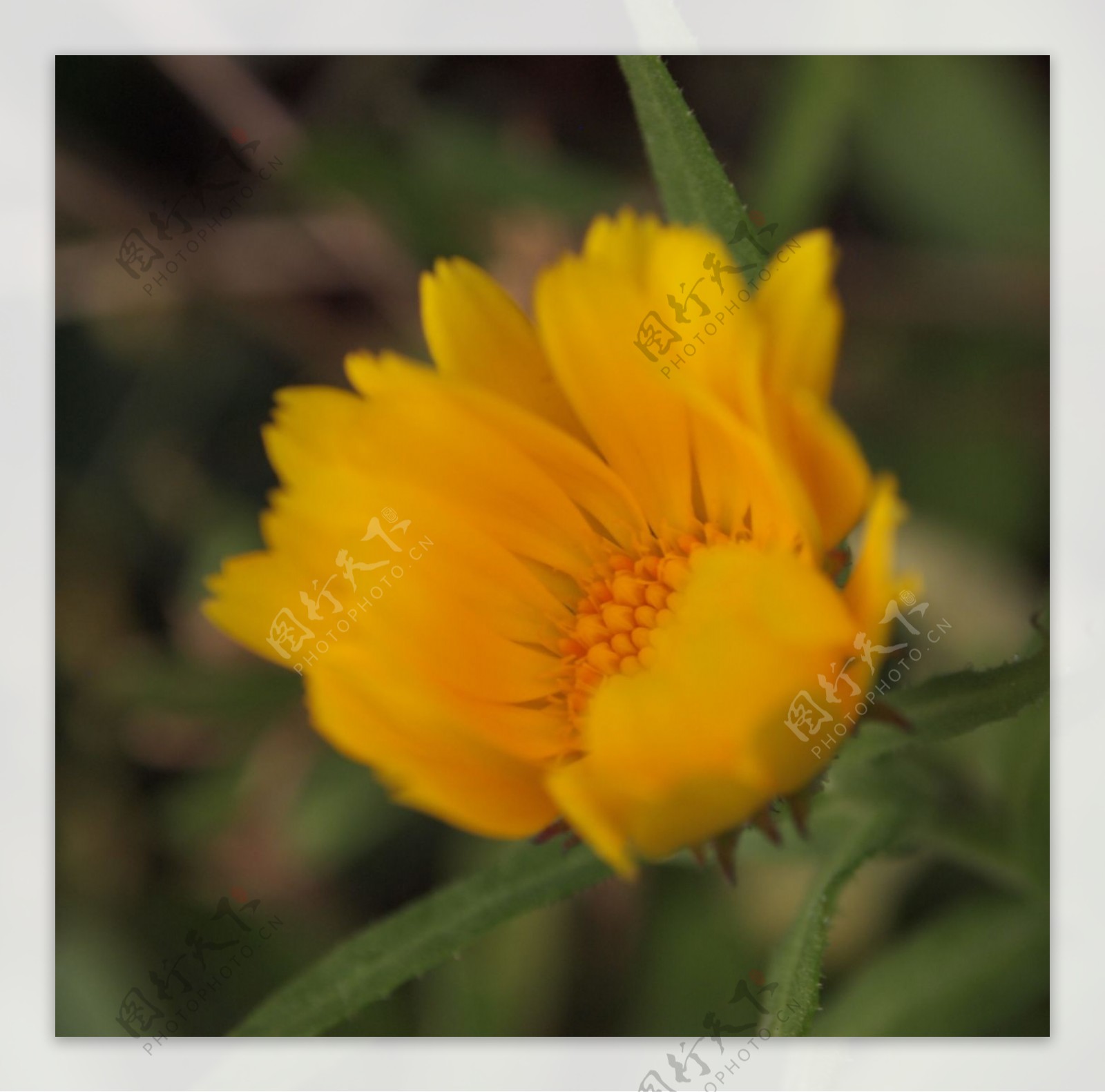 位图植物摄影写实花卉花朵菊花免费素材