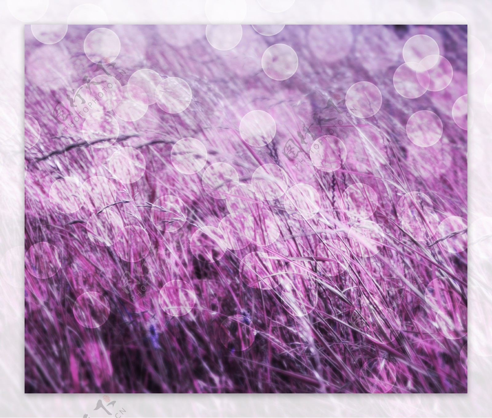 草根性紫色背景