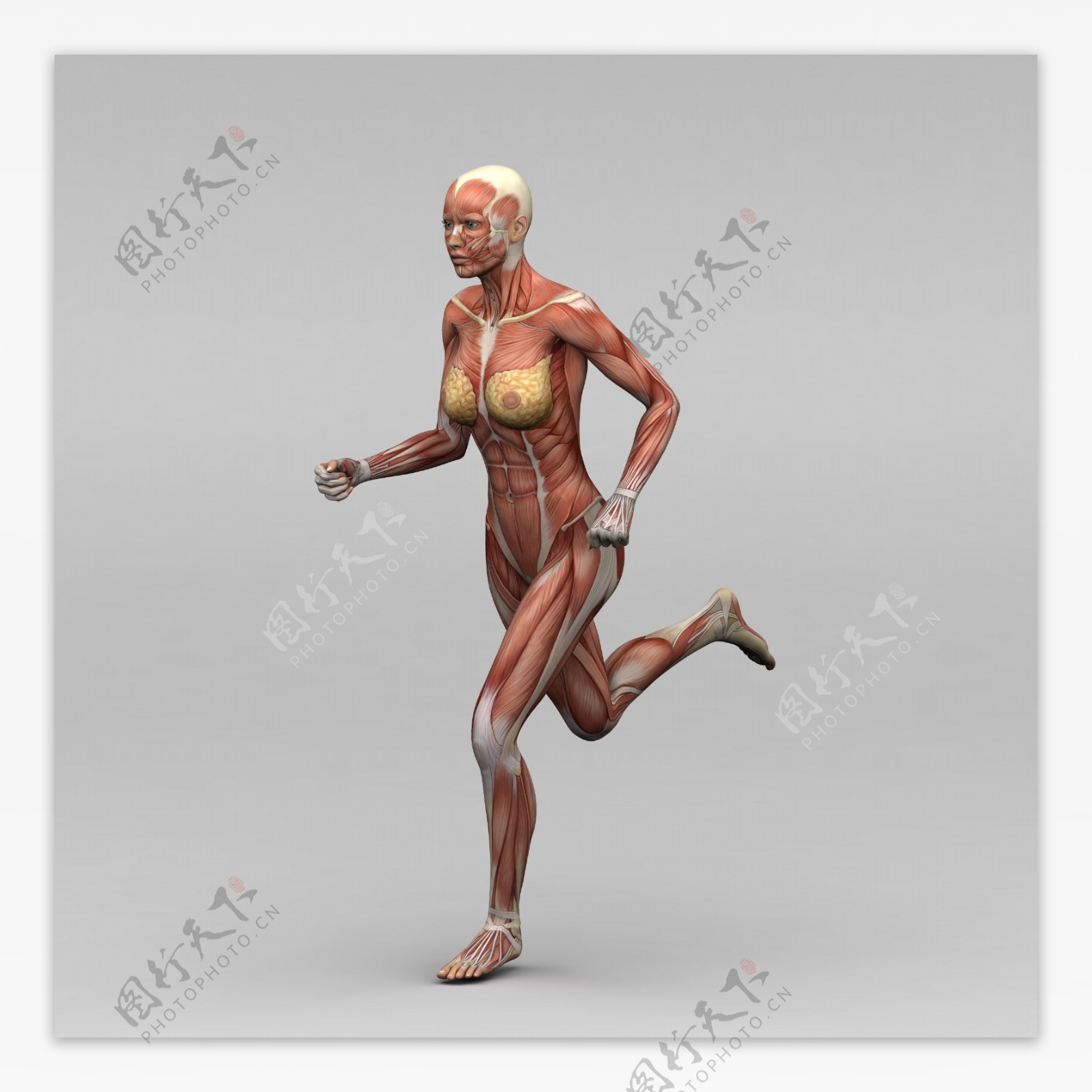 跑步女性人体肌肉组织图片