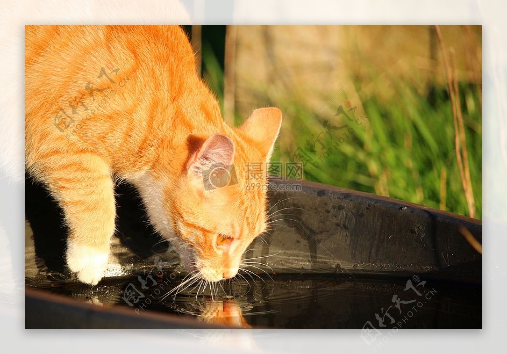 在喝水的小猫