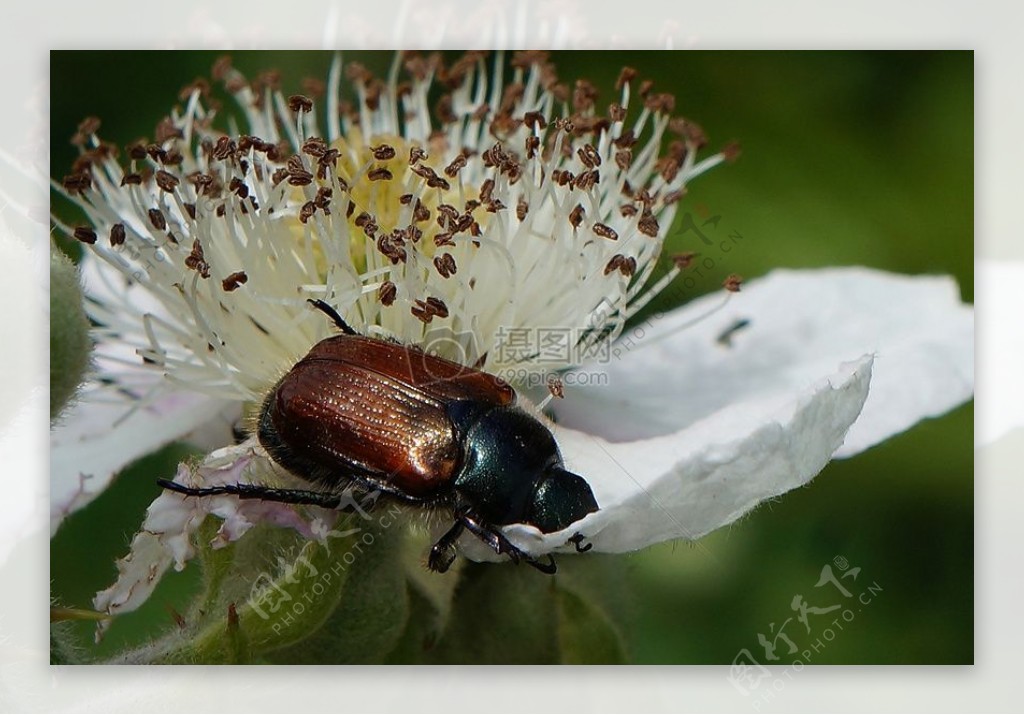 花瓣上的甲虫