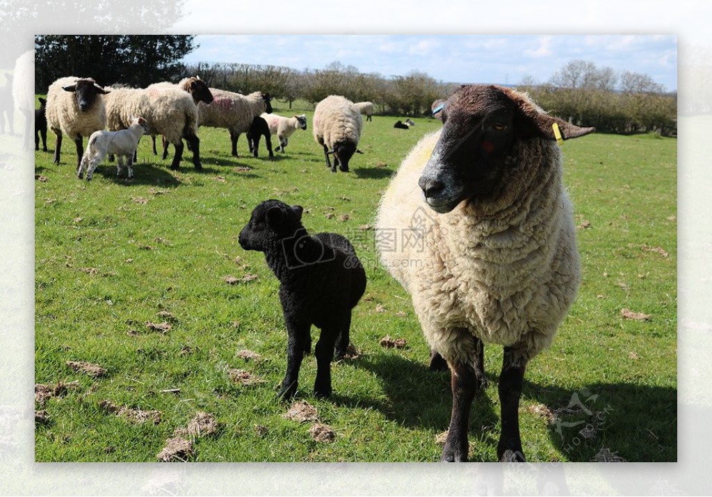 草原里饲养的羊群