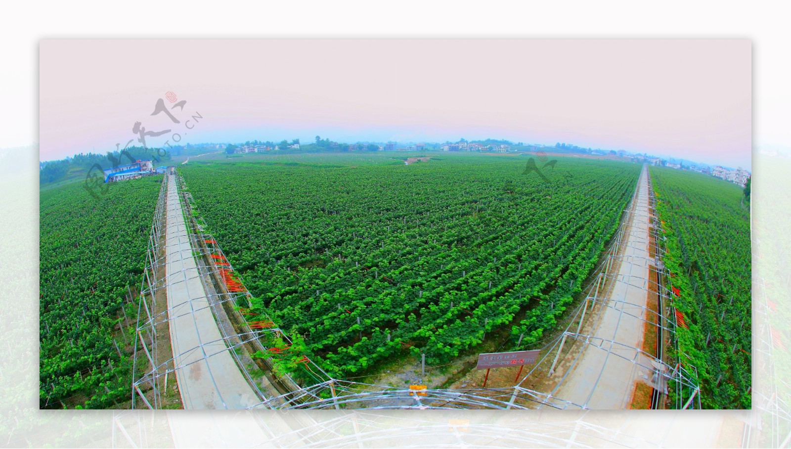 葡萄产业基地全景图片