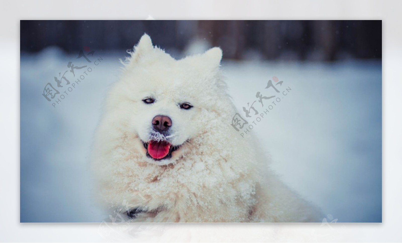 白色狗狗背景图片