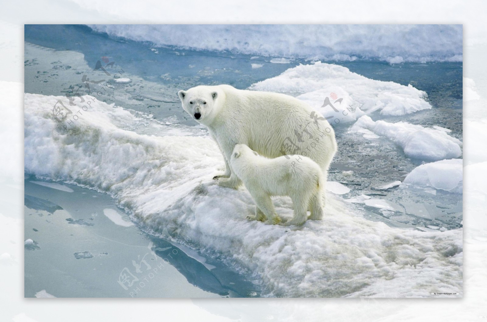 北极熊和她的孩子高清背景图