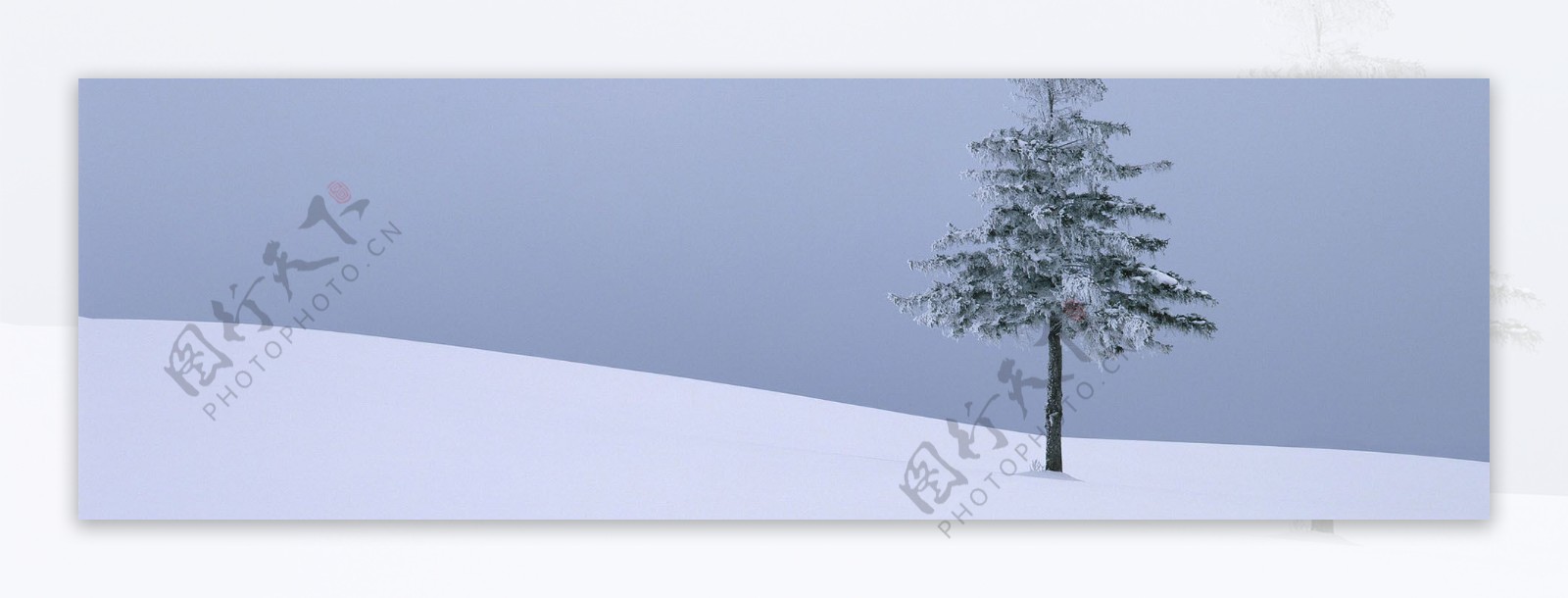 雪中的树背景素材58