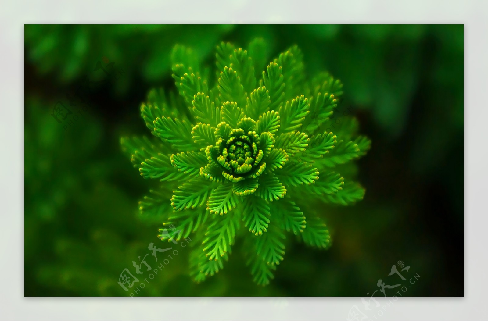 植物特写