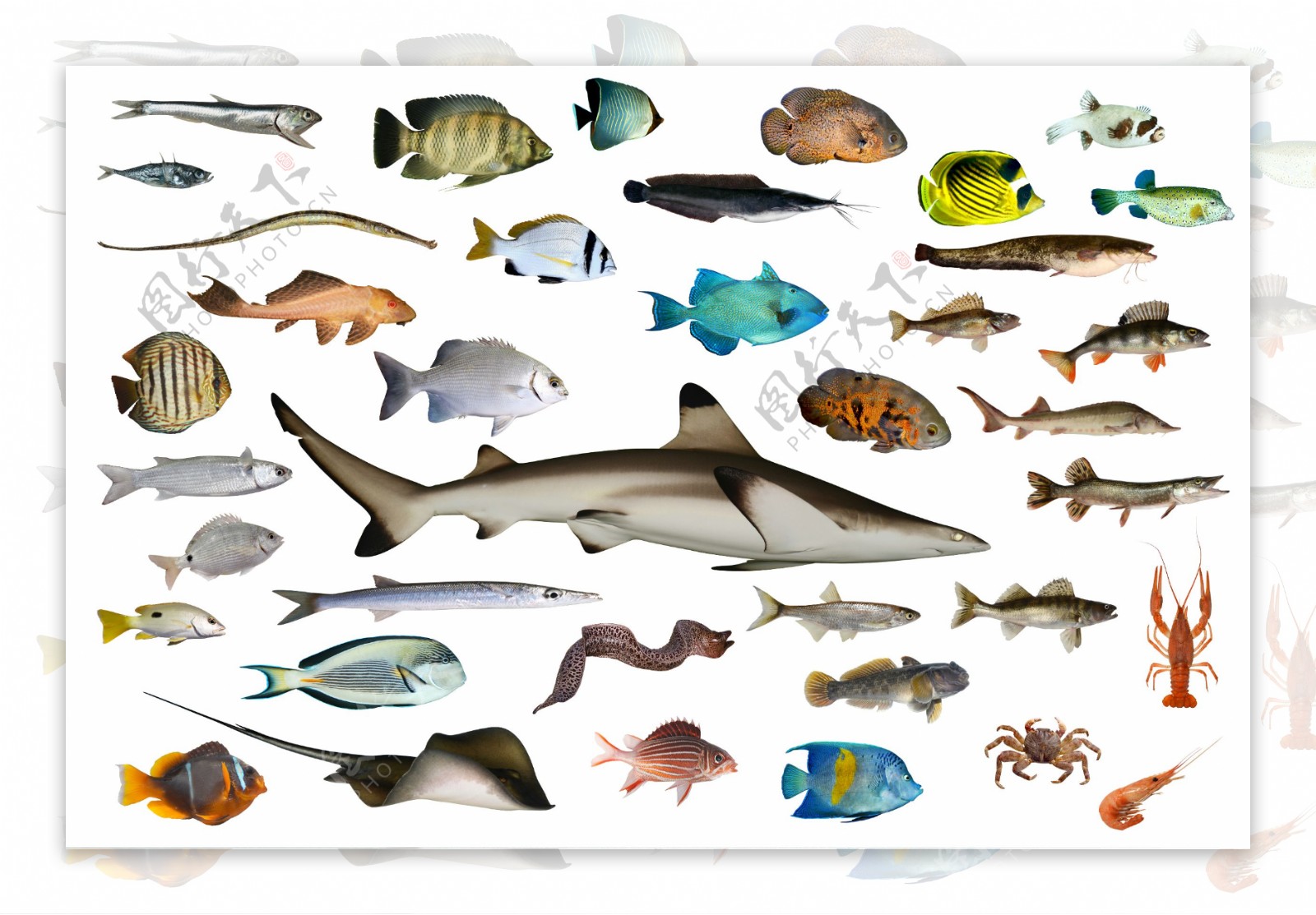 小鱼种类大全高清图片