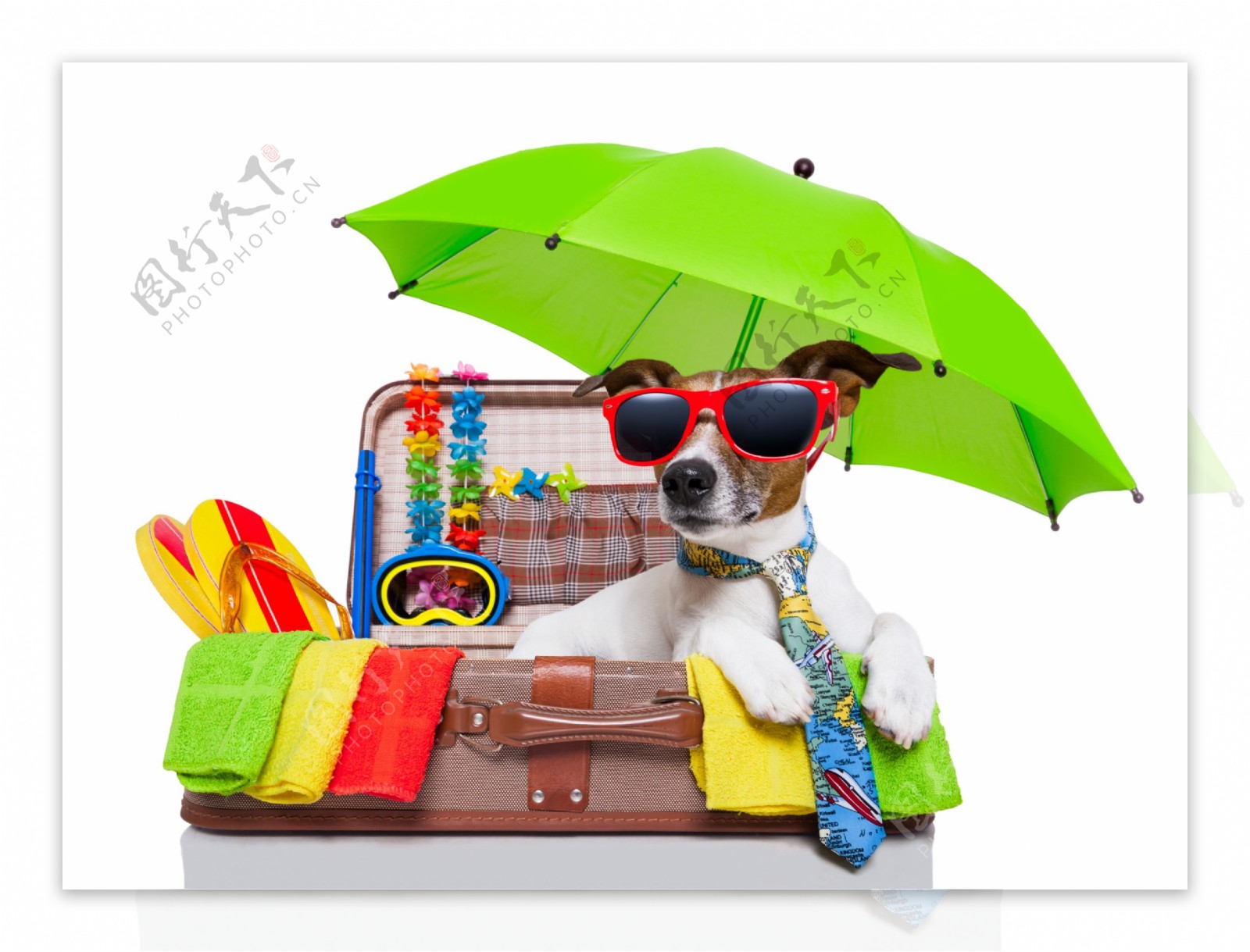 行李箱中打伞戴墨镜的小狗