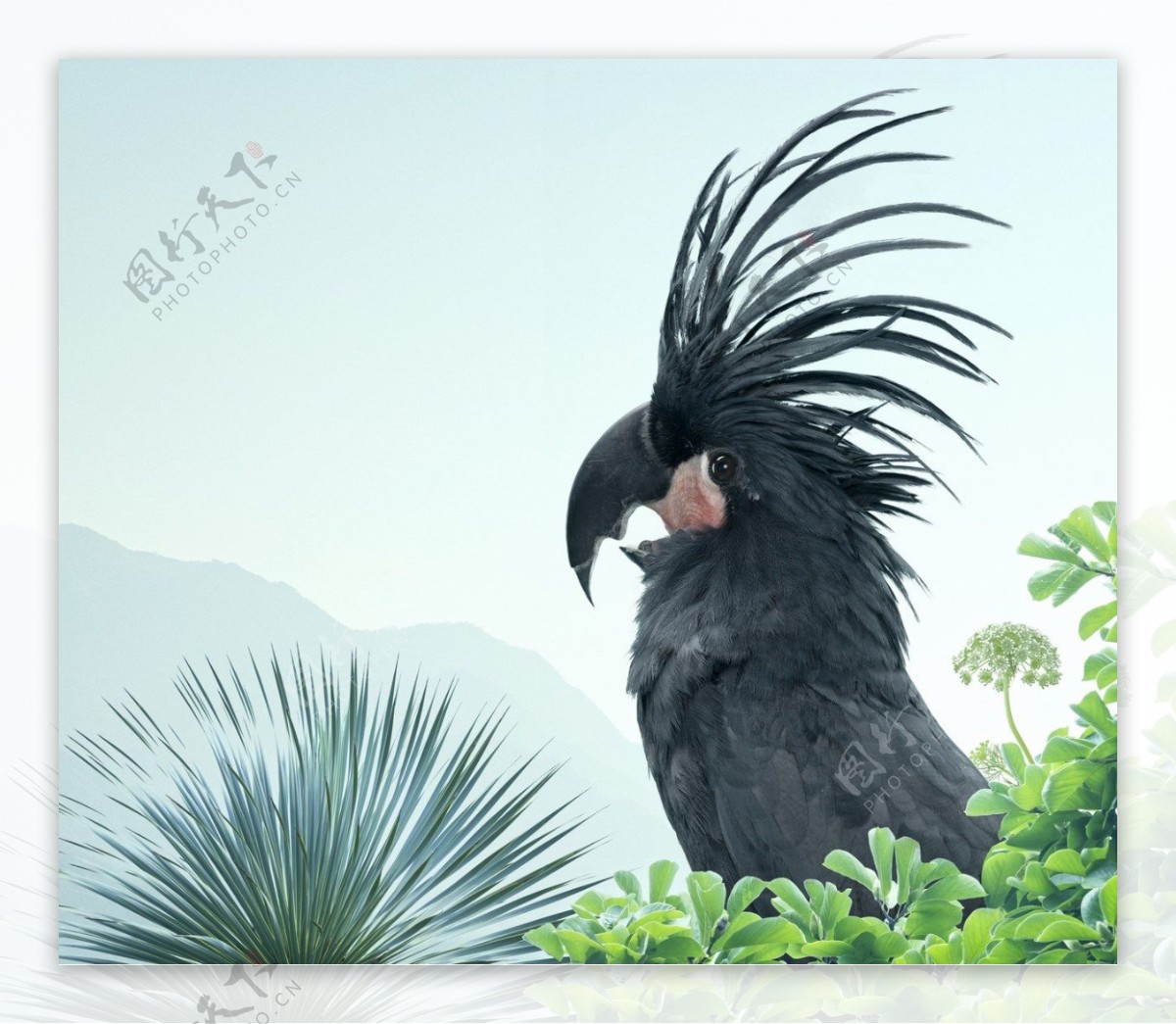 黑色花鸟素材图片