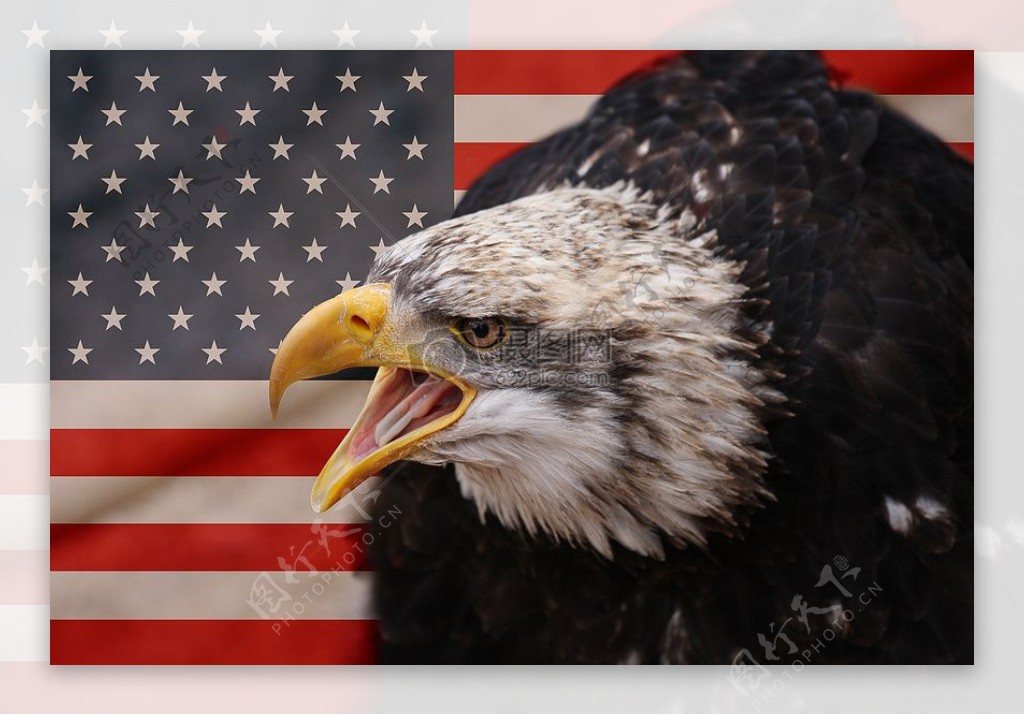 美国国旗有白头鹰的标志性形象