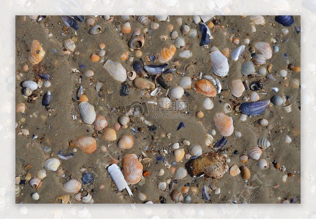 美丽的砂石贝壳