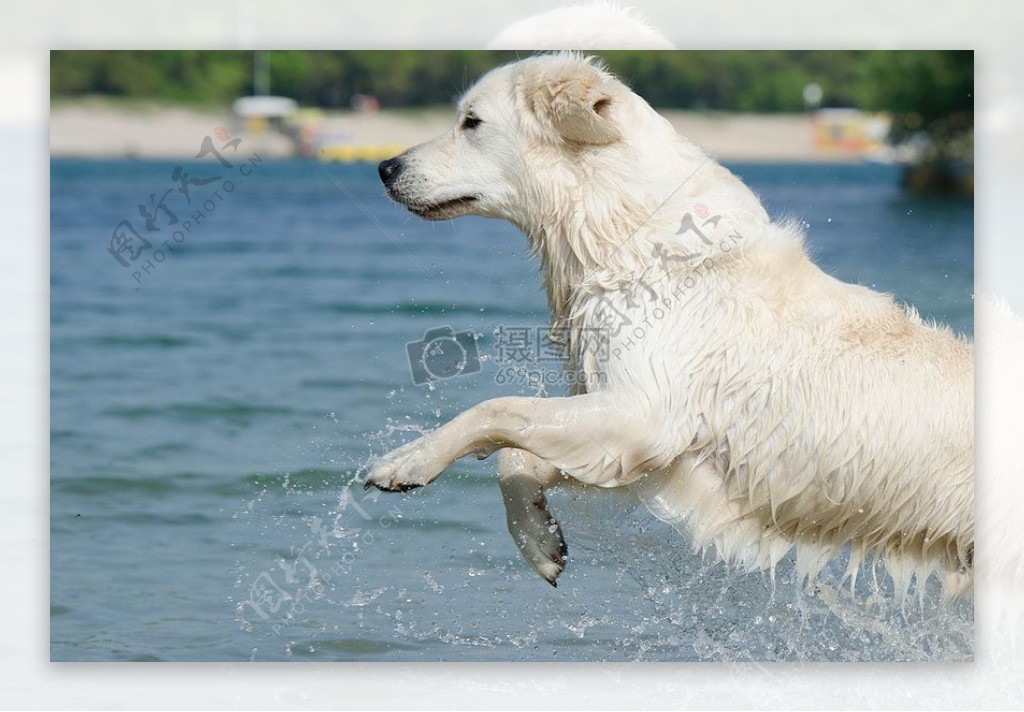 水中嬉戏的小狗