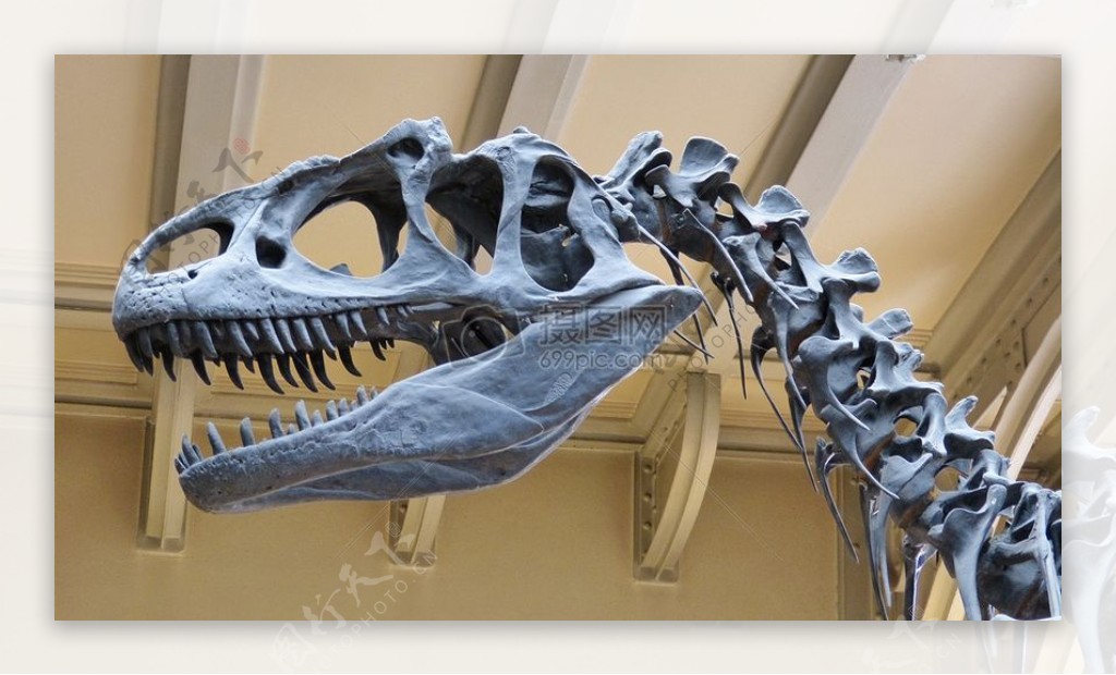 博物馆的恐龙骨架