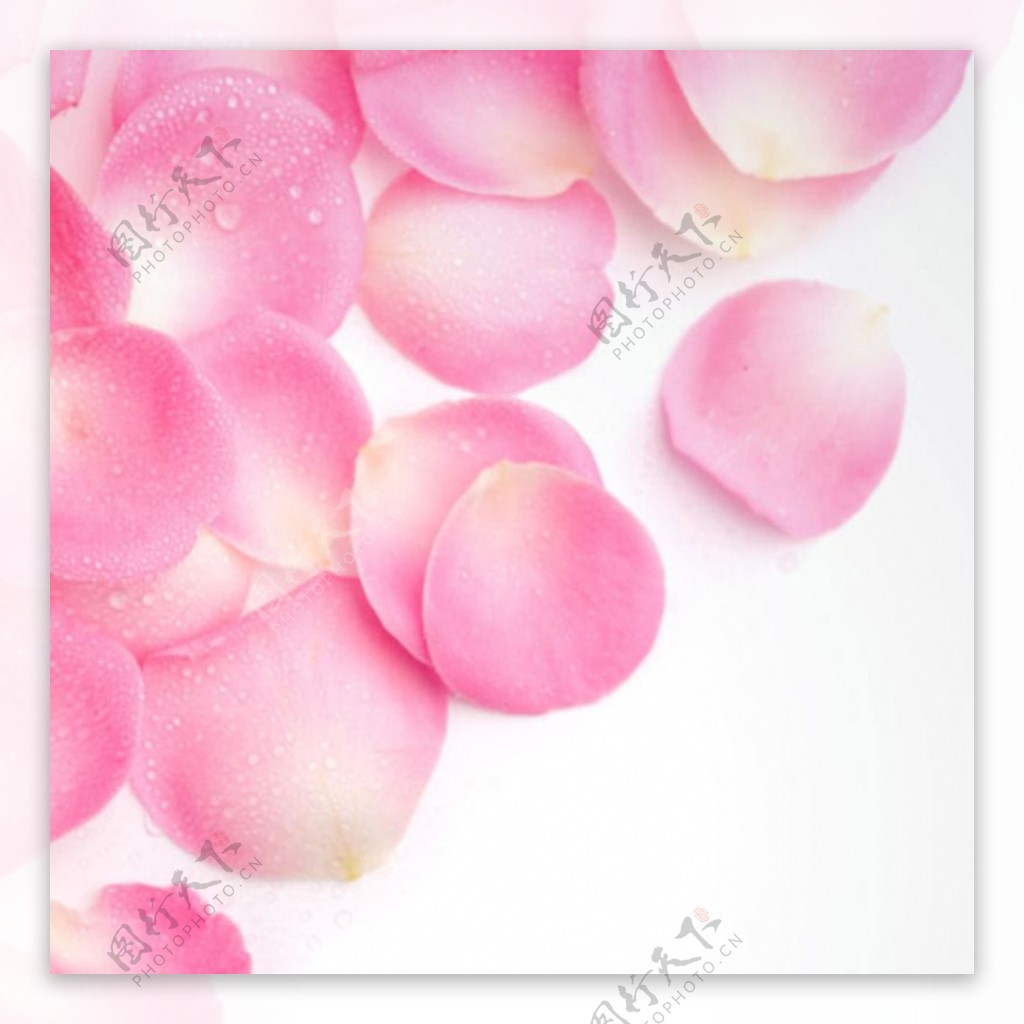粉色玫瑰花瓣背景图