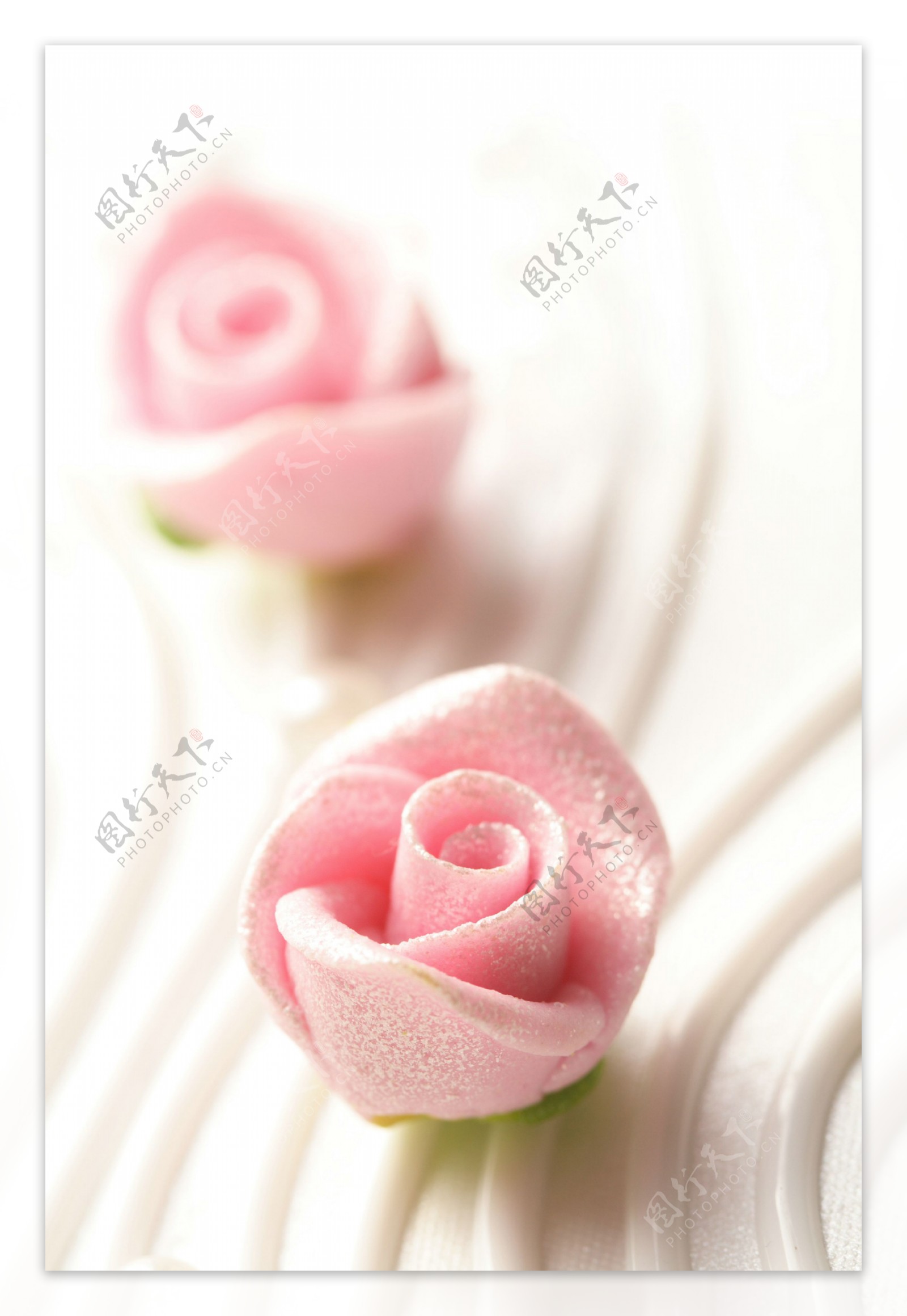 玫瑰花背景图片素材