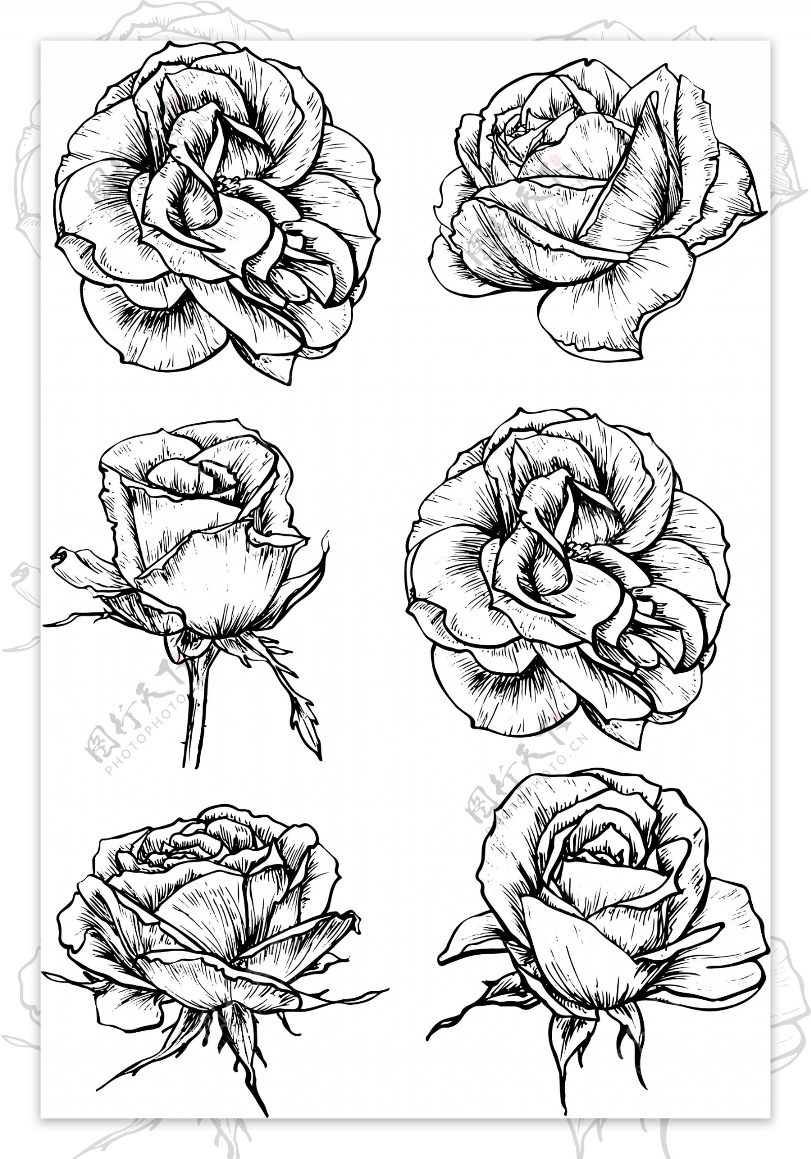 黑白线条手绘玫瑰花插画