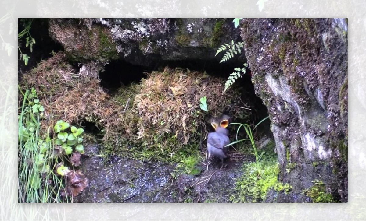 实拍石洞里给小鸟喂食的视频素材