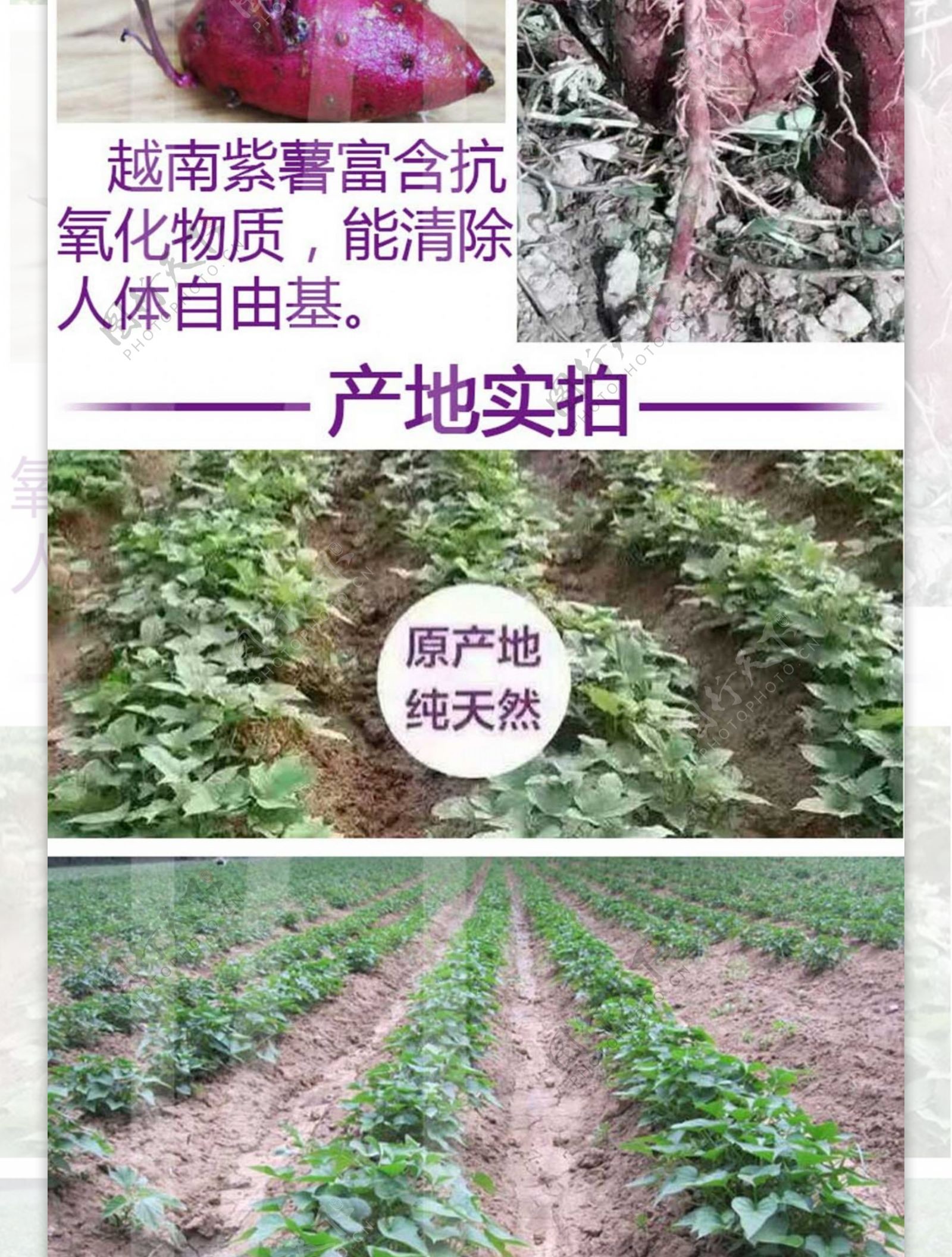 越南紫薯淘宝详情页