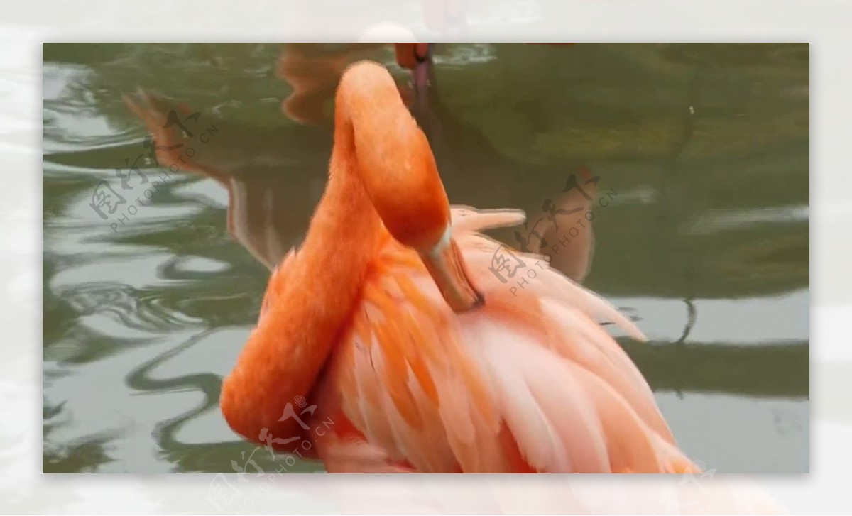 水上红色羽毛鸟类视频