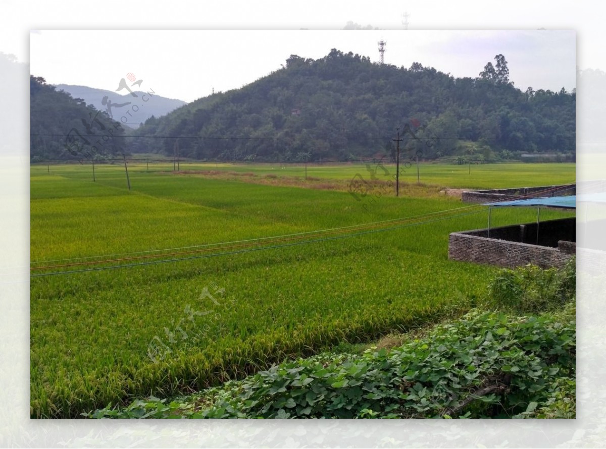 山川田野