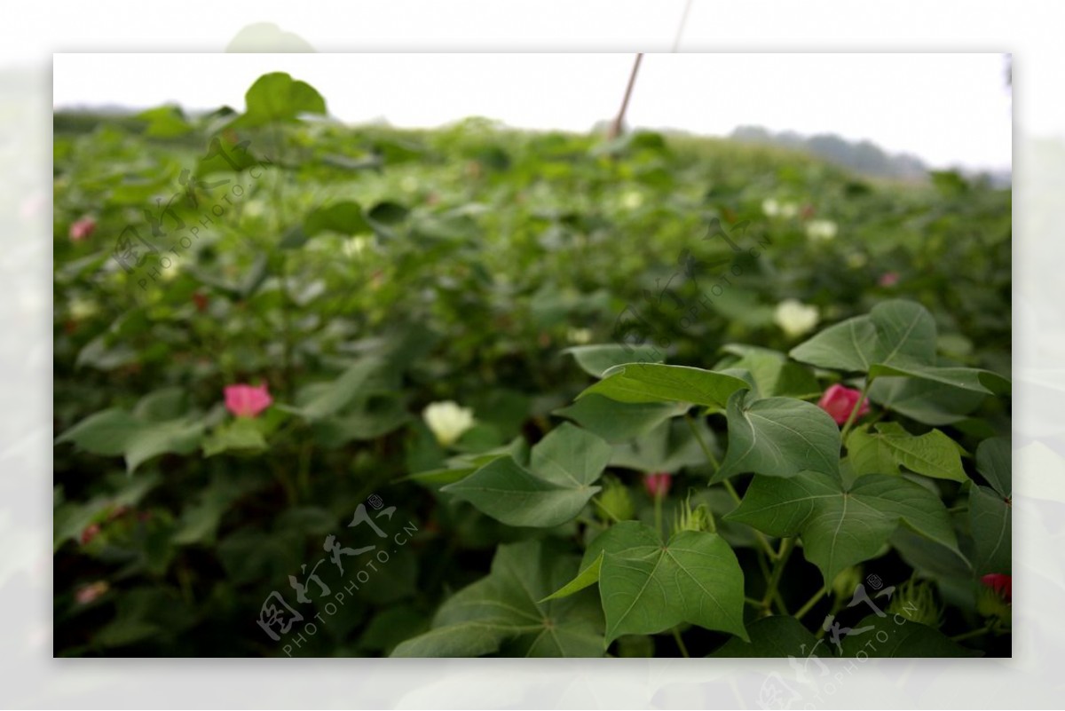 棉花开花