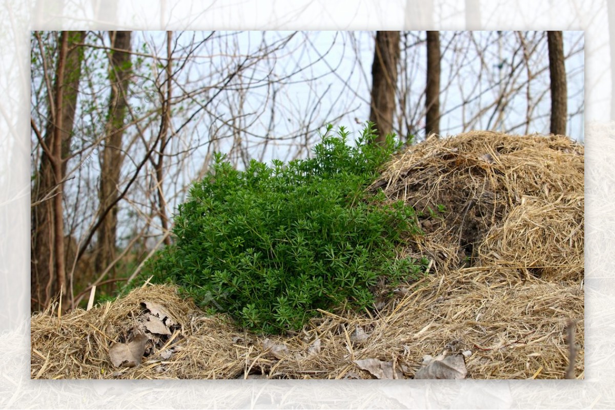 野草