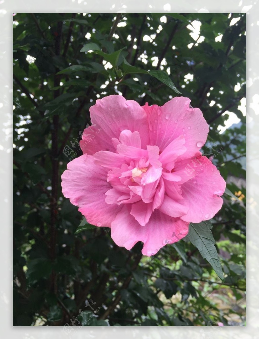 雨后的花朵