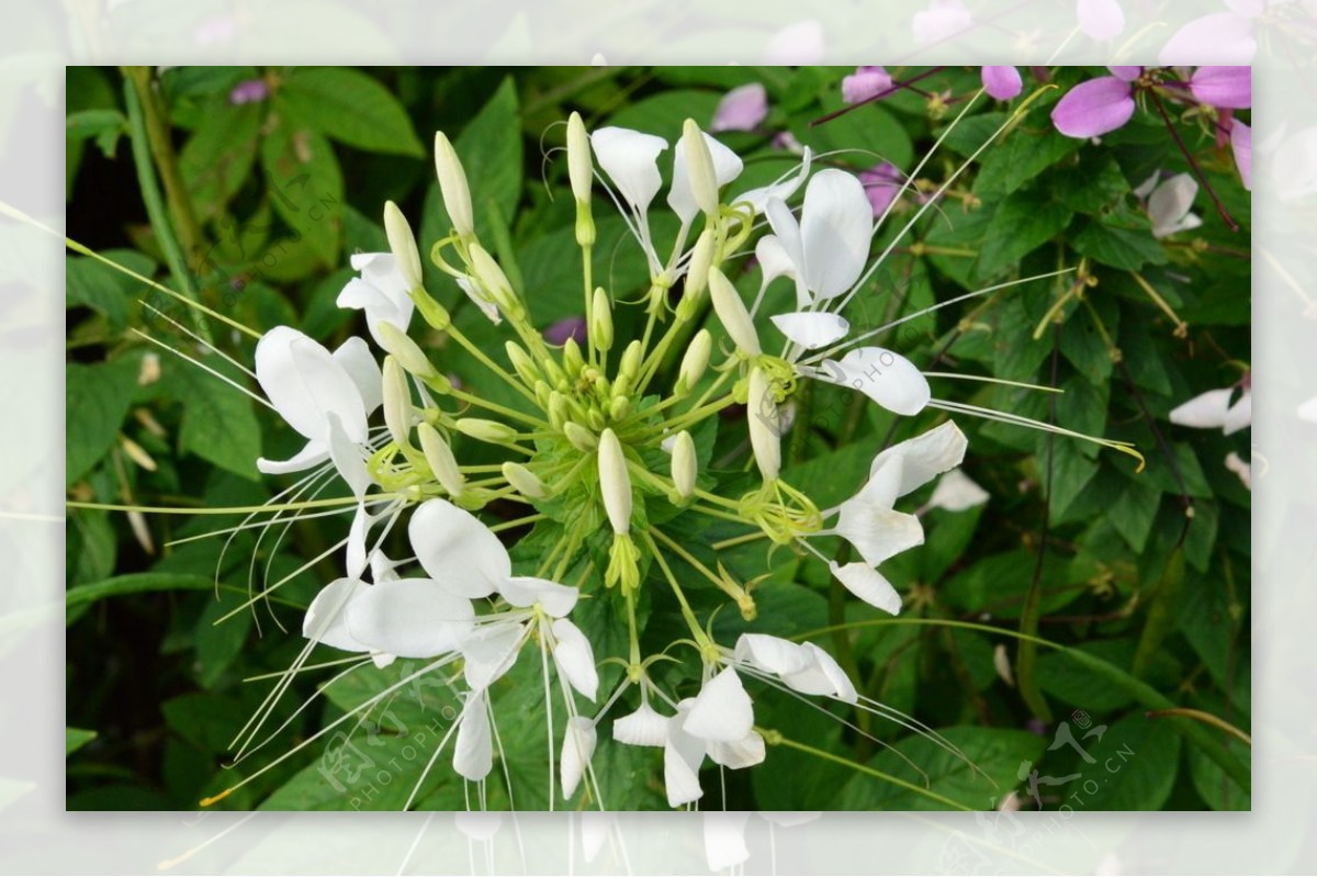 醉蝶花