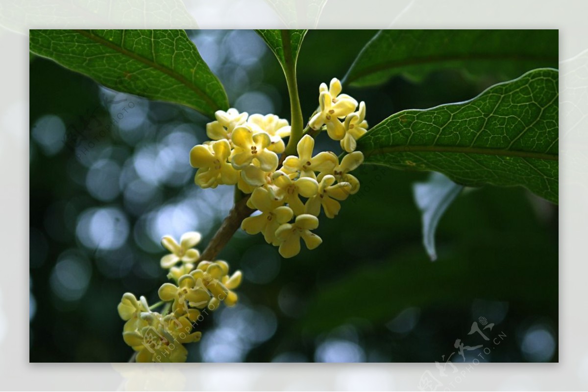 桂花树