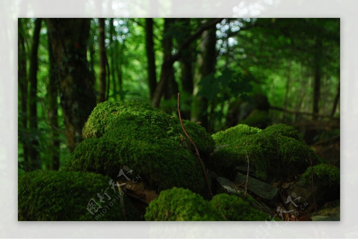 森林青苔石头