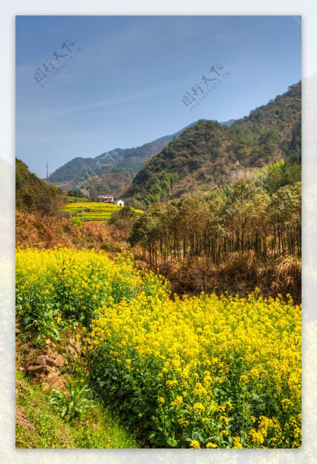 胥岭村油菜花