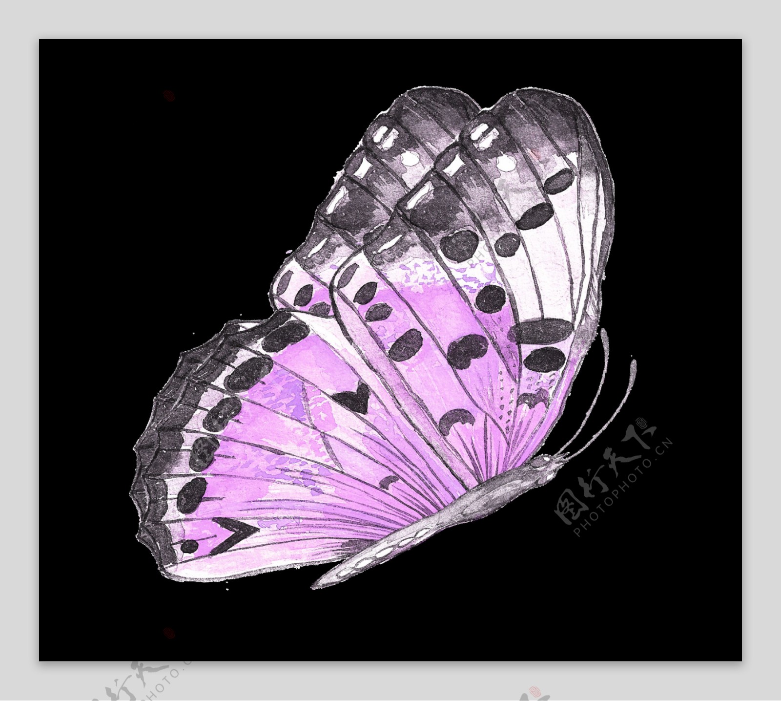 紫色蝴蝶透明素材
