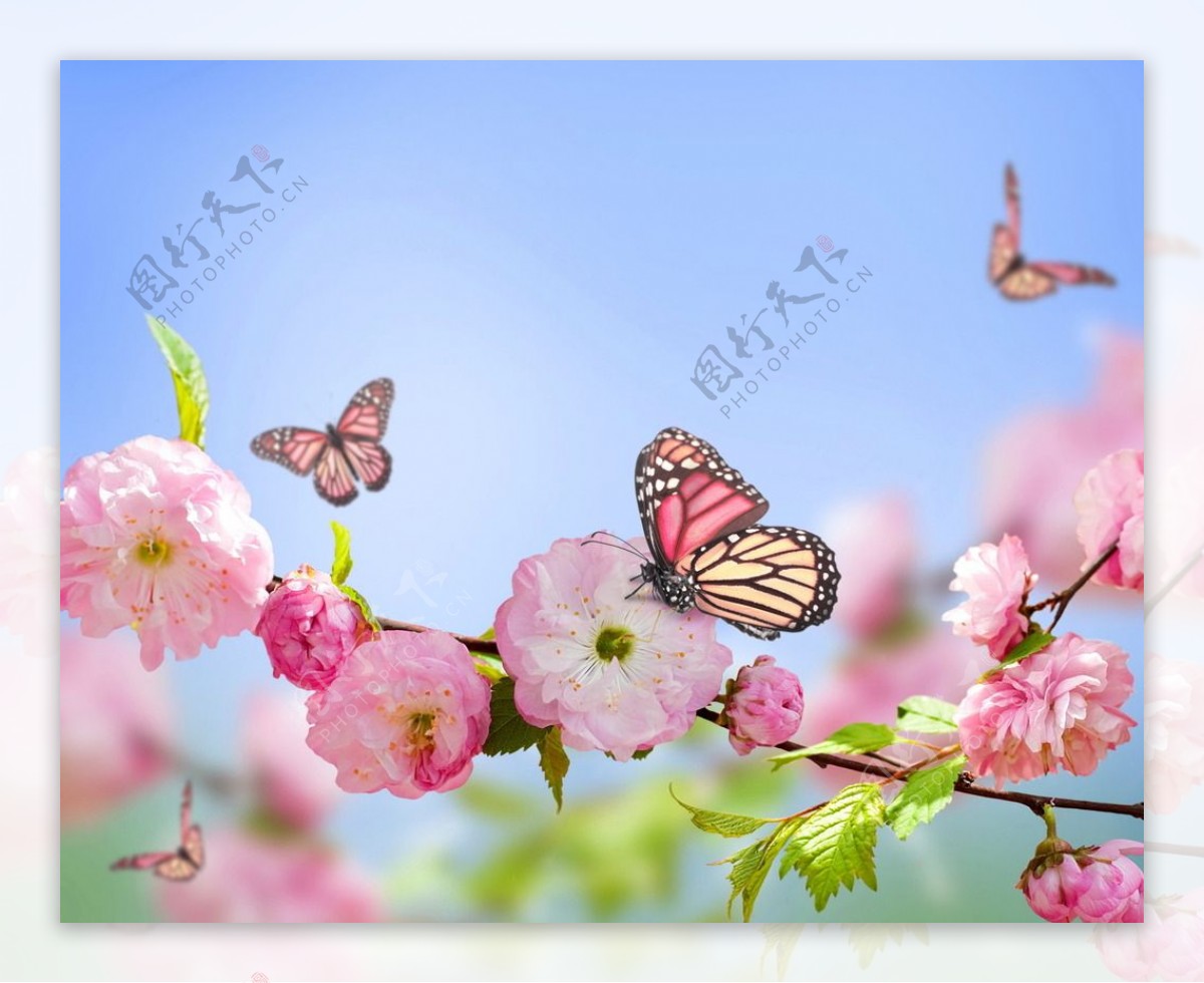 飞舞的蝴蝶与樱花图片素材-编号07172139-图行天下