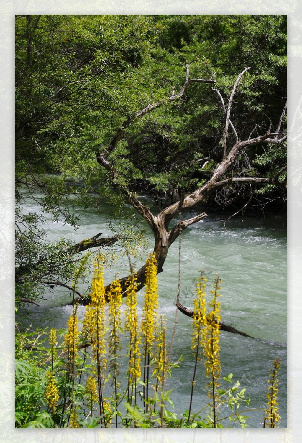 山涧小花