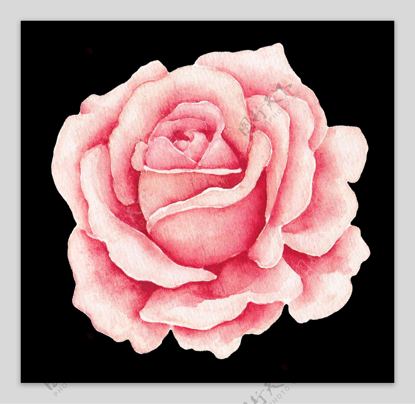 粉嫩玫瑰花png透明素材