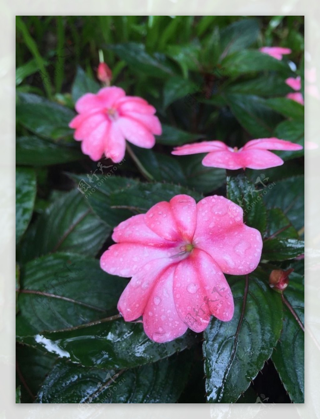 小红花下雨天摄影
