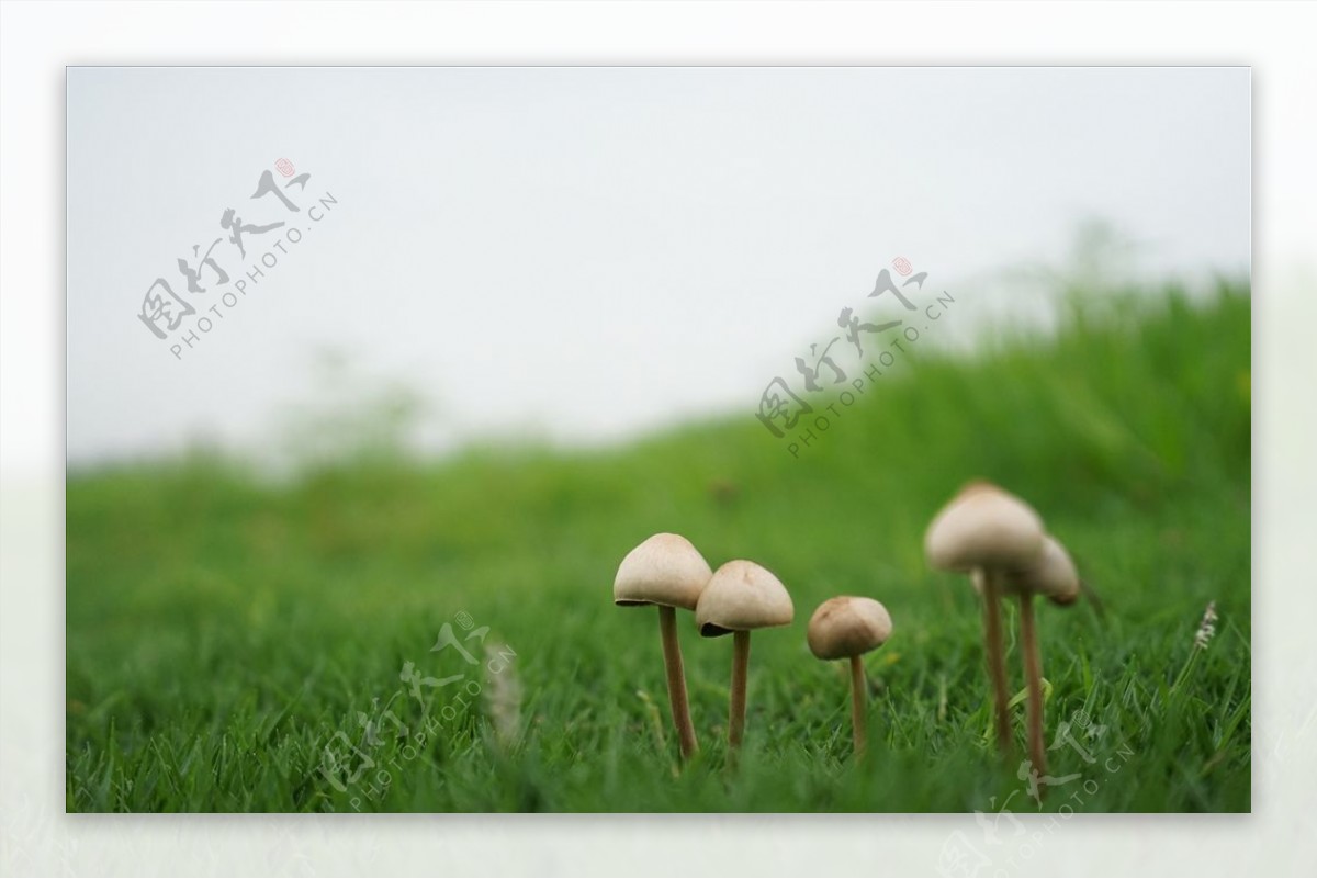 草坪蘑菇