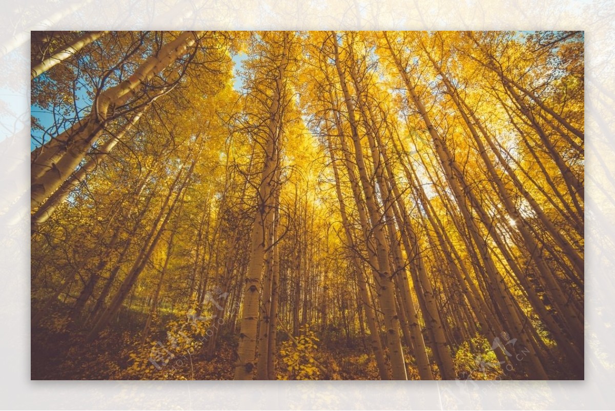深秋树林里的美景