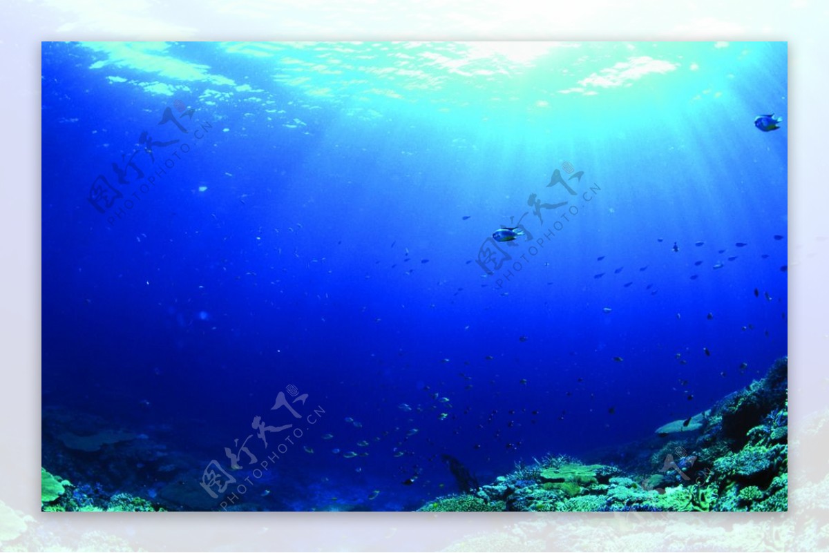 海底观赏图片海洋生物世界