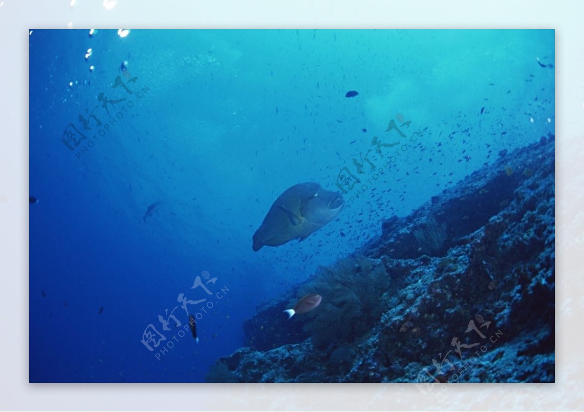 海洋生物蓝色海洋