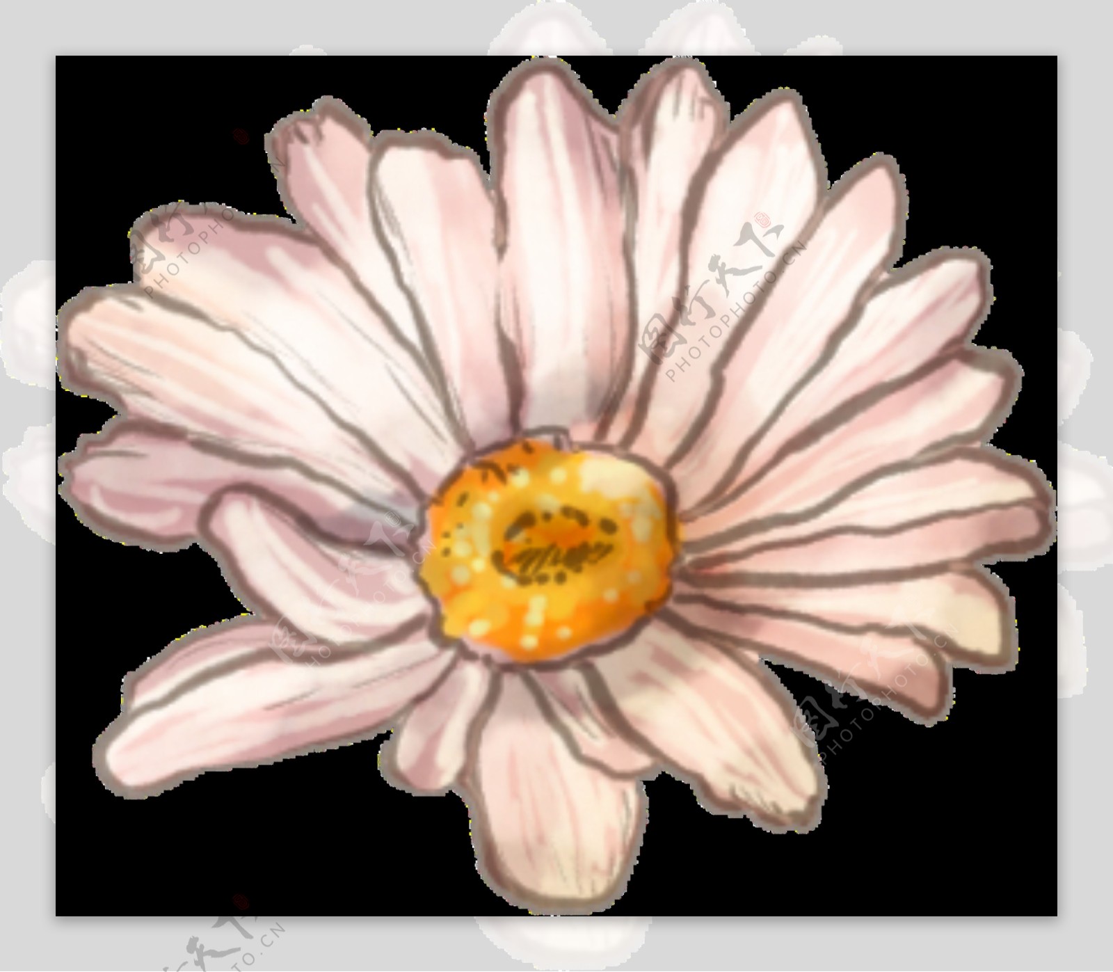 淡粉色菊花透明装饰图案