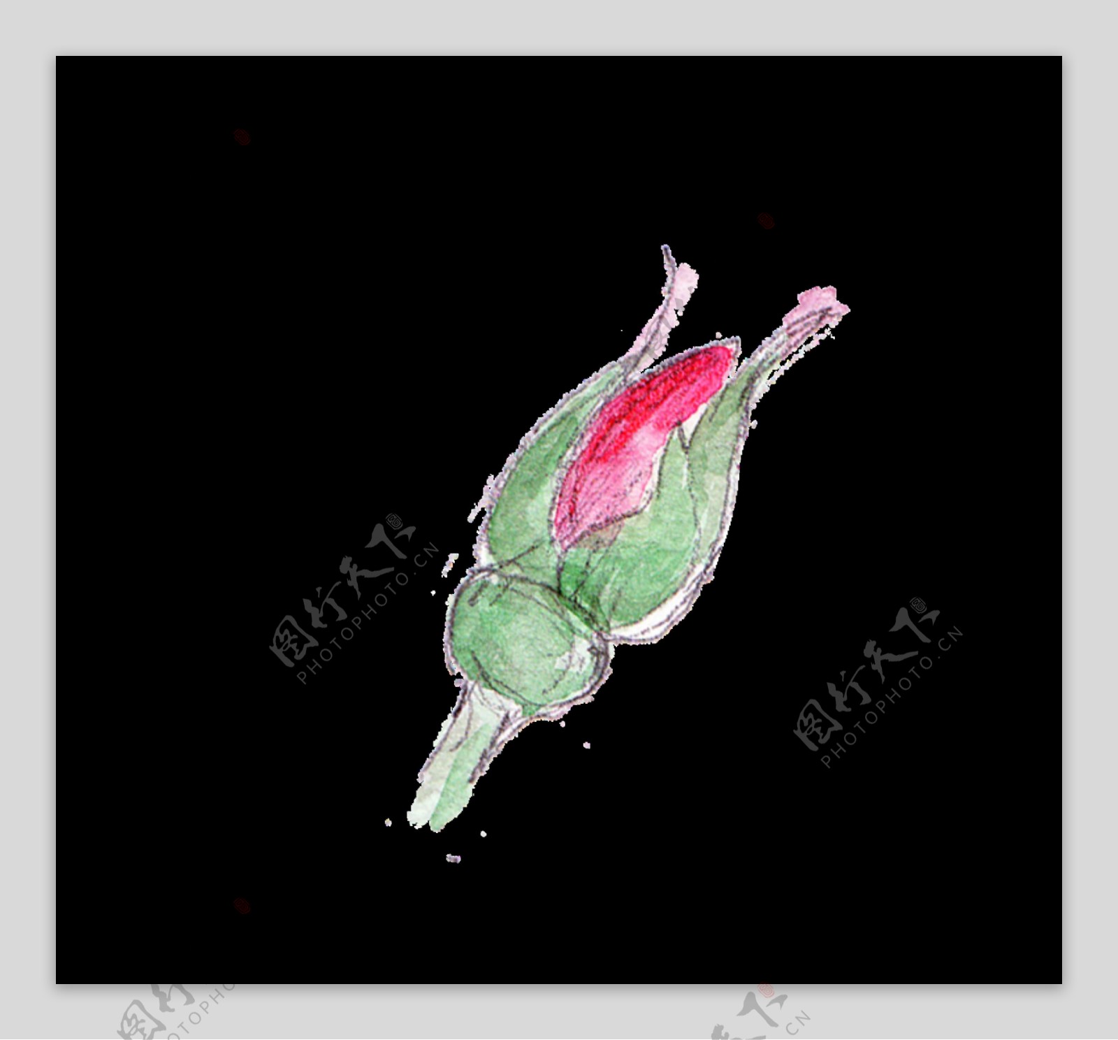 手绘含苞玫瑰透明装饰图案