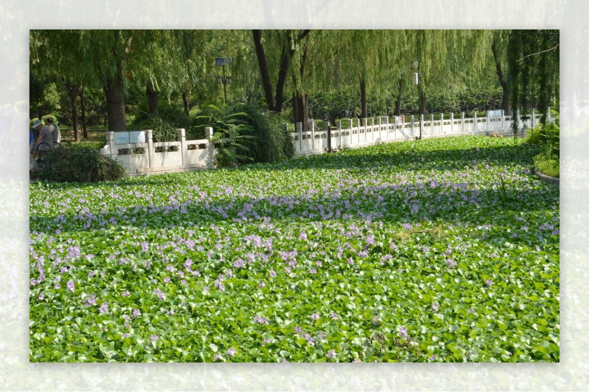 莲花池美景